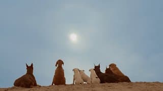 Nous irons jusqu'au soleil
