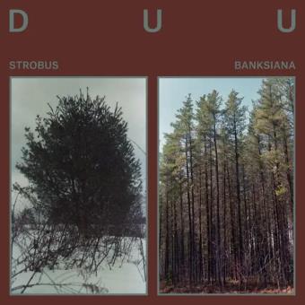 Pochette de Strobus / Banksiana – Duu